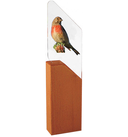 TROFEO PAJARO PARDILLO